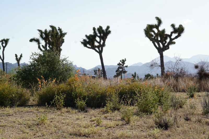 The Glam Girl's Guide to Camping in Pioneertown