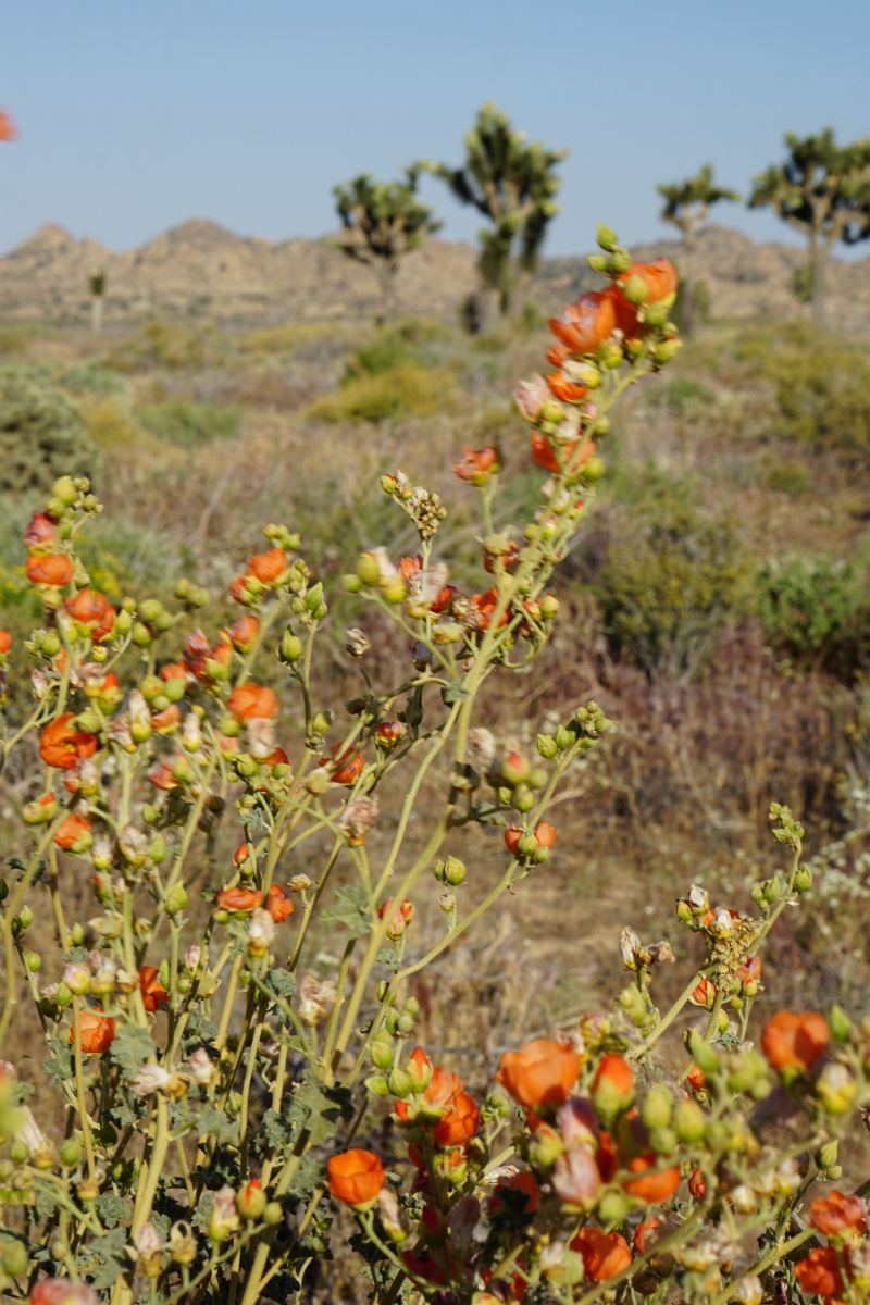 The Glam Girl's Guide to Camping in Pioneertown