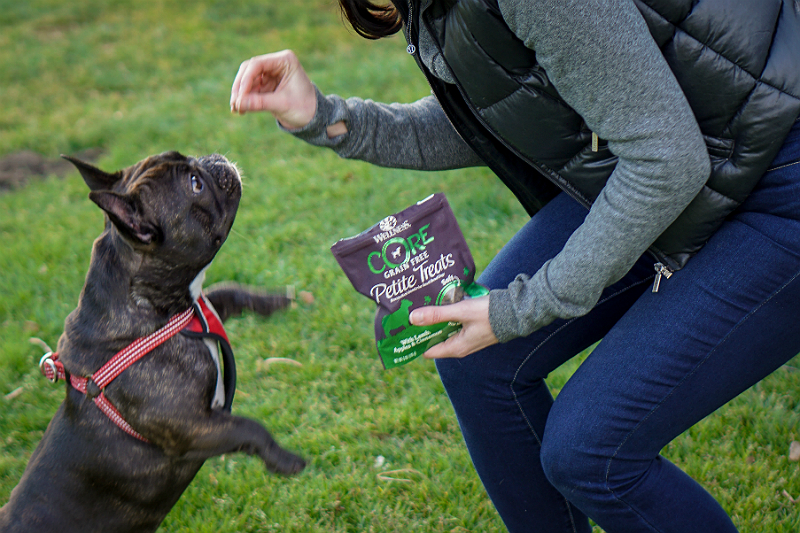 Why Wellesley The Frenchie Loves Wellness CORE Natural Dog Food