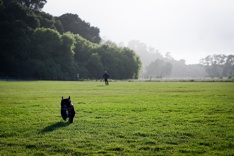 Why Wellesley The Frenchie Loves Wellness CORE Natural Dog Food