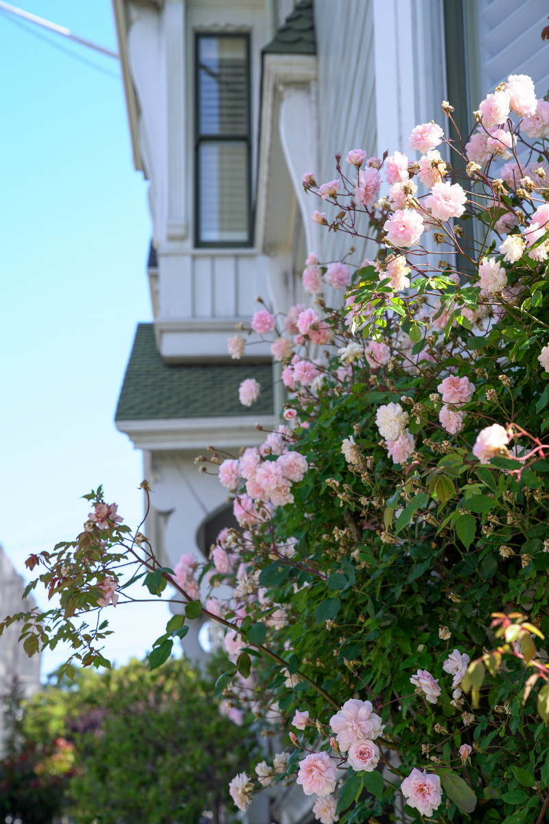 Fun Ideas To Inspire You To Do a Day Trip in San Francisco