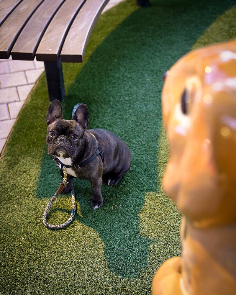 The Dog Lover's Guide to Visiting Downtown Napa