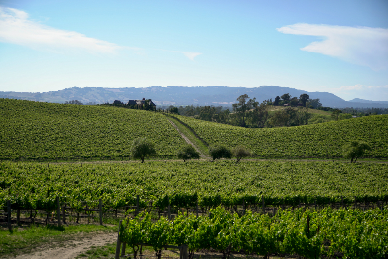 The Dog Lover's Guide to Visiting Downtown Napa