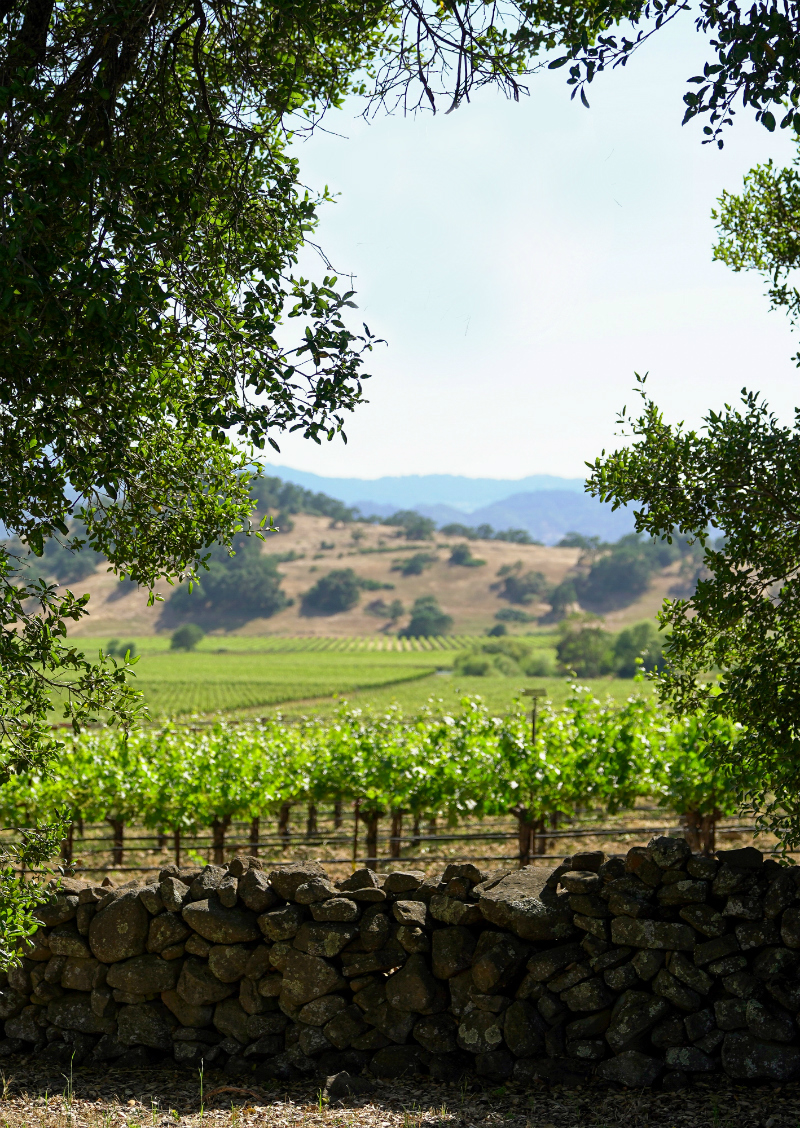 The Dog Lover's Guide to Visiting Downtown Napa