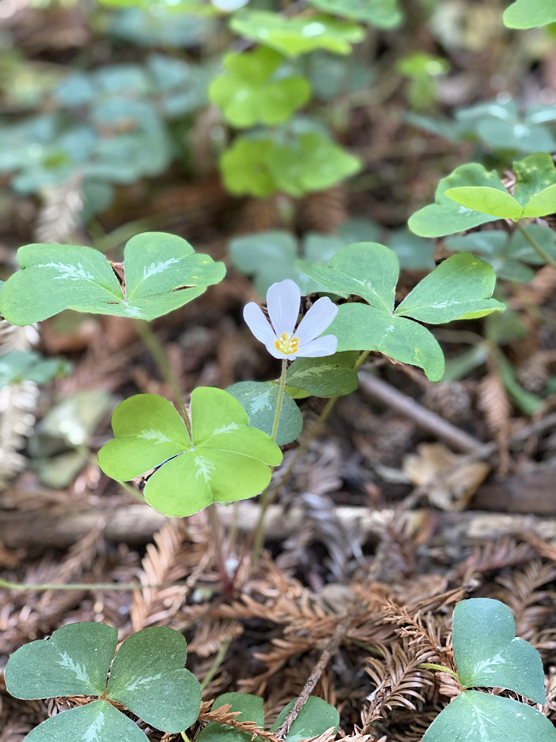 The Art of Forest Bathing - How Nature Can Help Us Find Health and Happiness