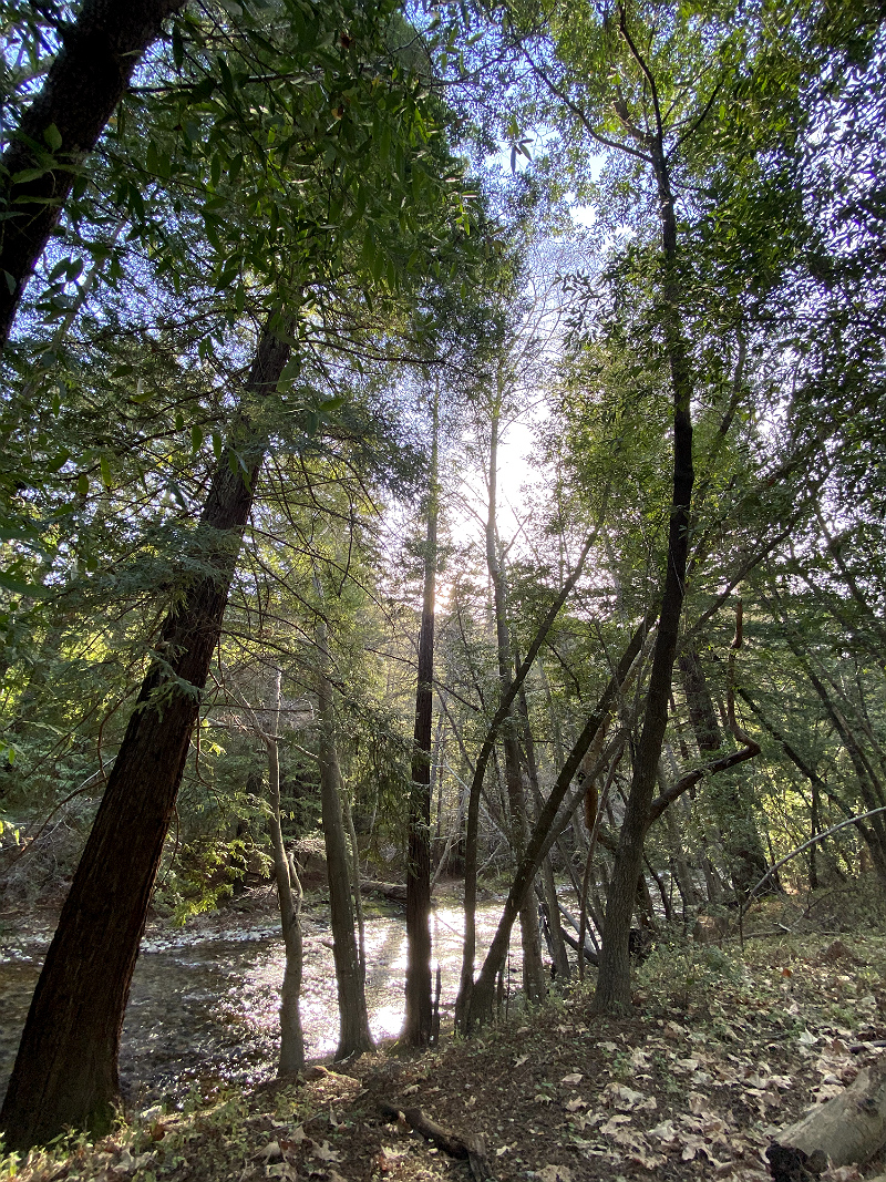 The Art of Forest Bathing - How Nature Can Help Us Find Health and Happiness