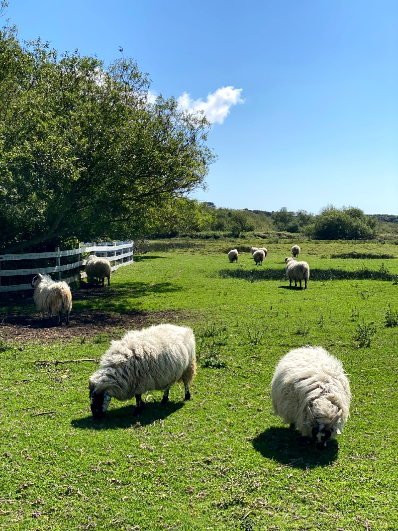 Celebrate Earth Day by Supporting These Organizations That Help Animals & Wildlife