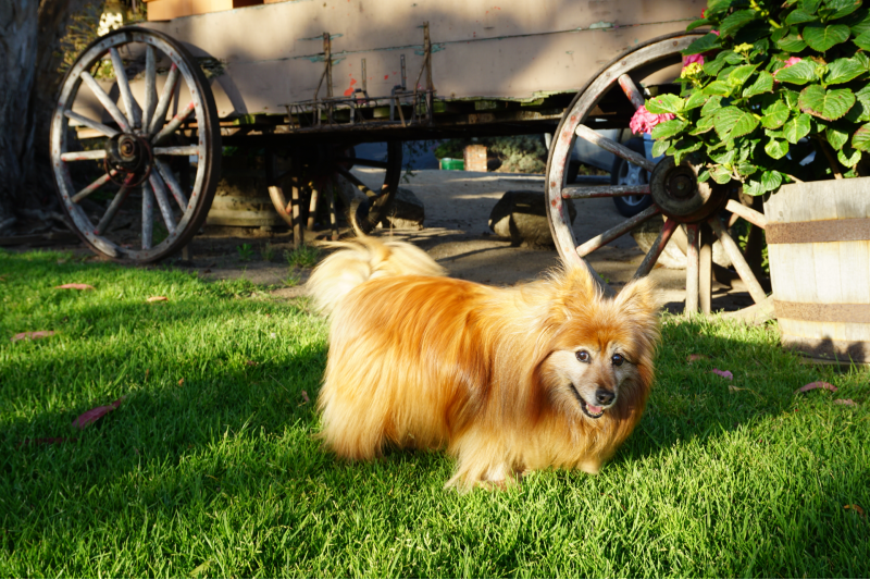 Celebrate Earth Day by Supporting These Organizations That Help Animals & Wildlife