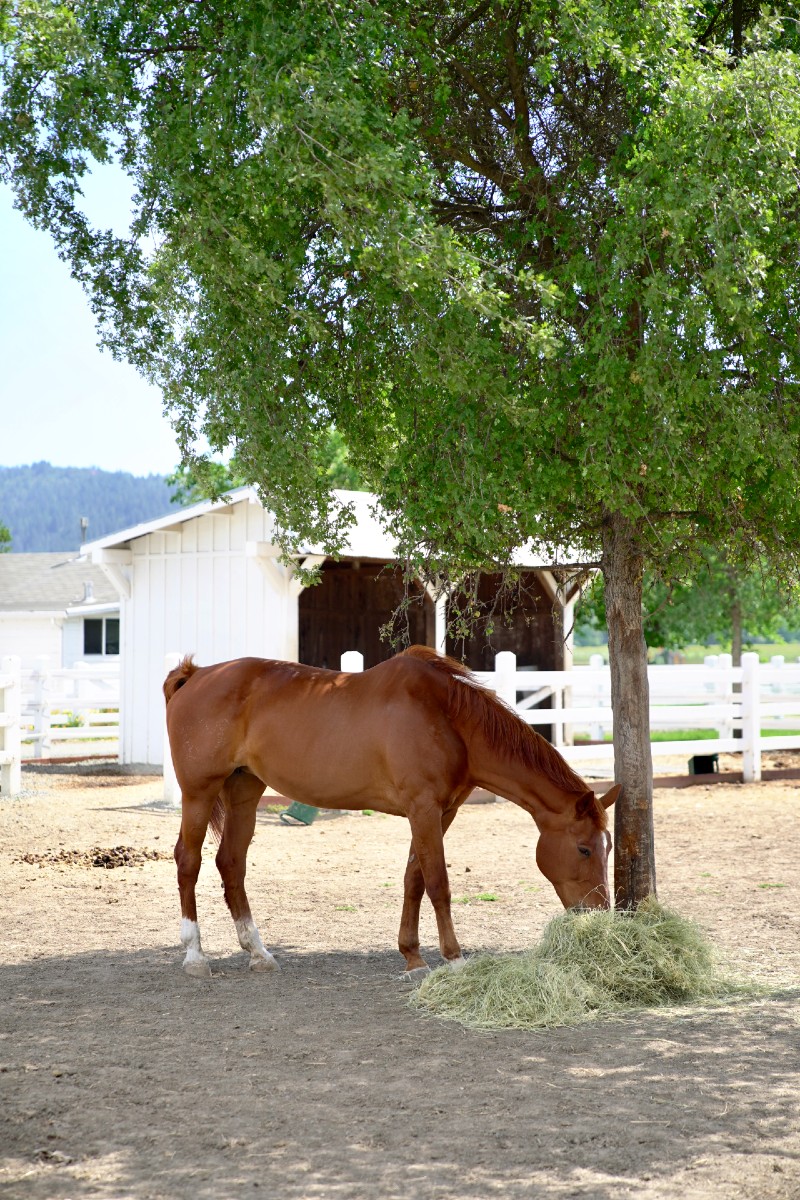 Celebrate Earth Day by Supporting These Organizations That Help Animals & Wildlife