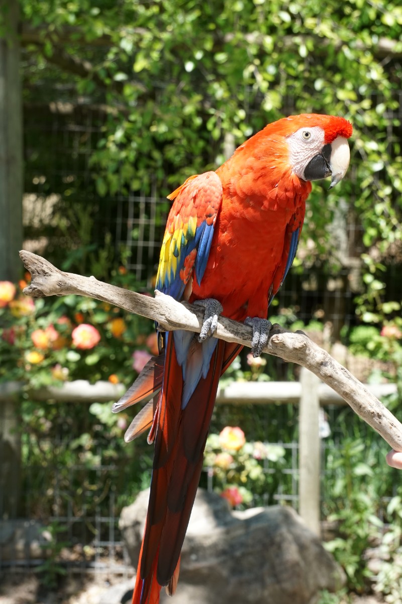 Celebrate Earth Day by Supporting These Organizations That Help Animals & Wildlife