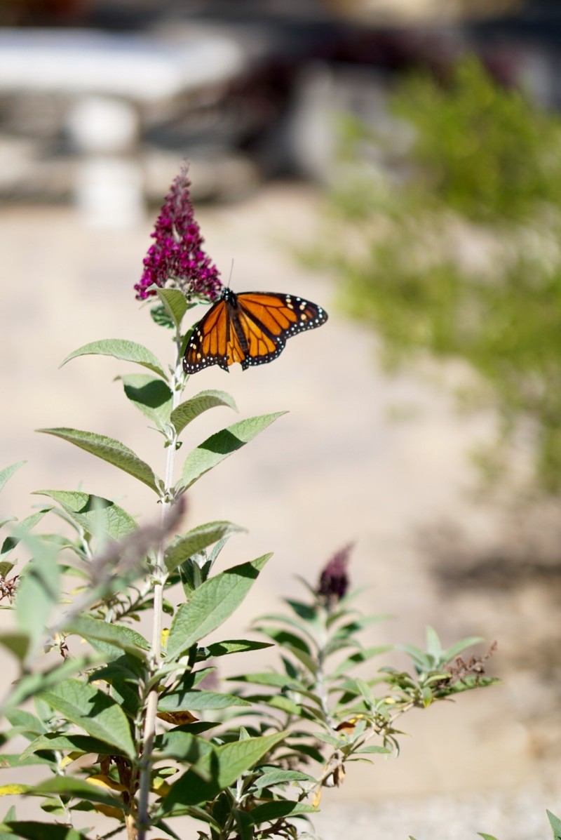 Celebrate Earth Day by Supporting These Organizations That Help Animals & Wildlife