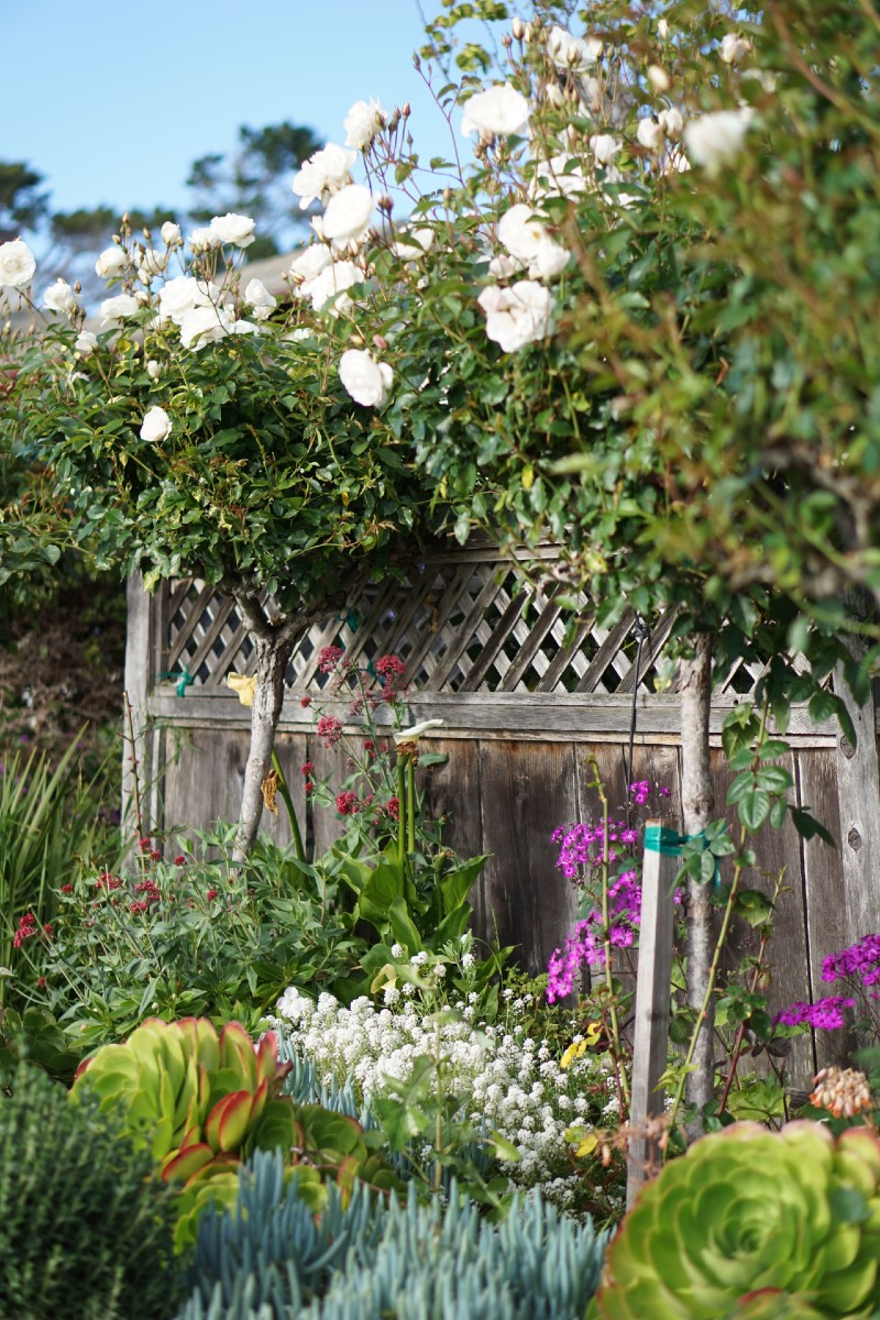 How To Help Monterey County Families Affected by The California Fires - Carmel Fire - Dolan Fire - River Fire