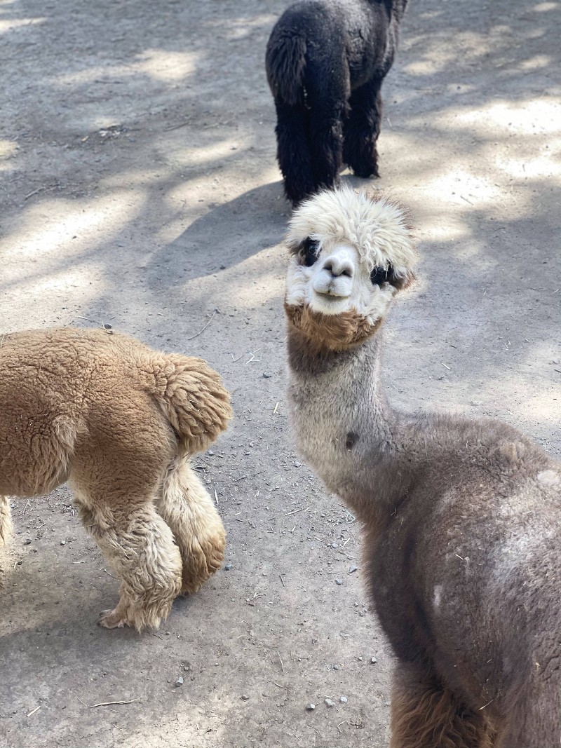 Solo Travel Tips for Visiting Napa Valley