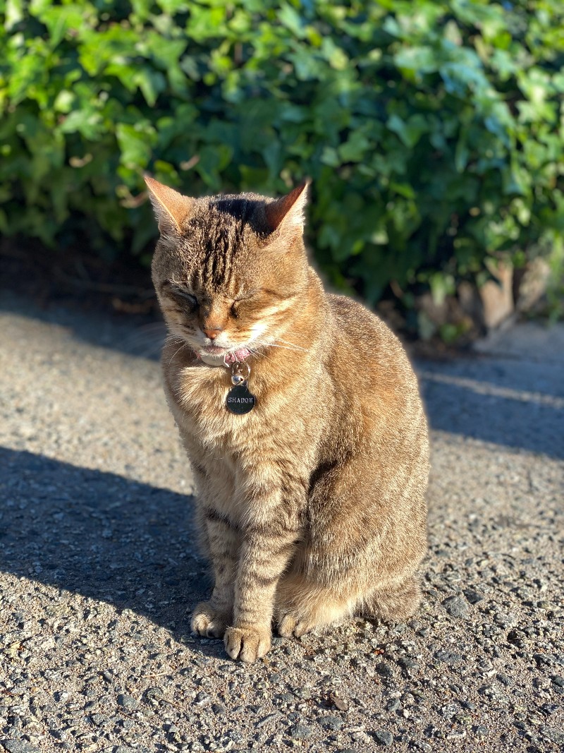 The Shadow Work Journey - How To Heal Inner Pain and Trauma