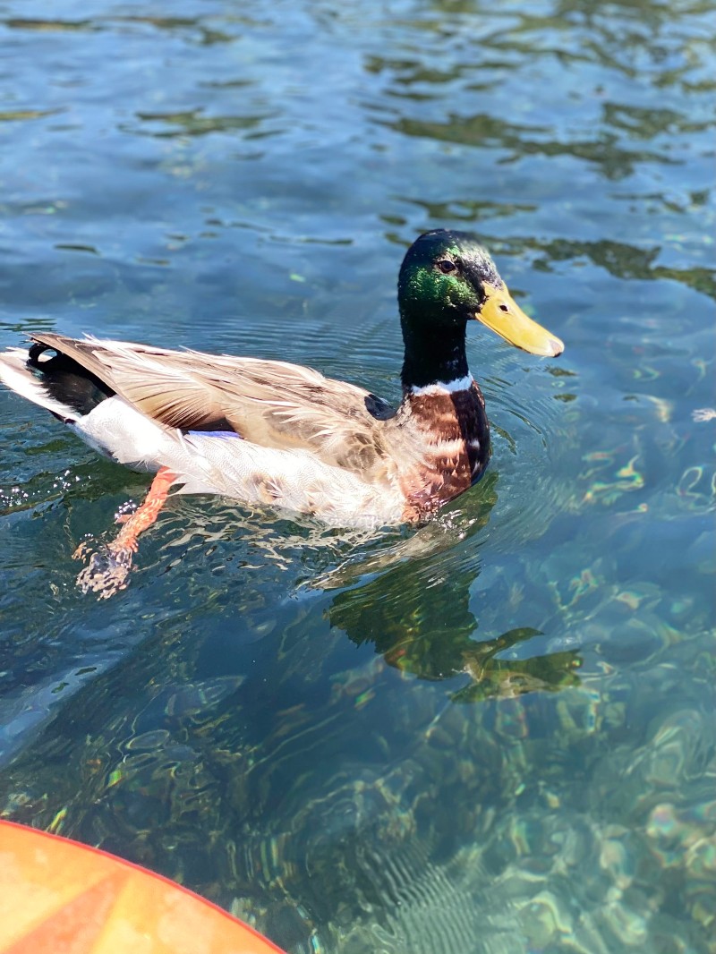 Lake Tahoe Travel Guide - Fun Places to Stay and Play in North Tahoe