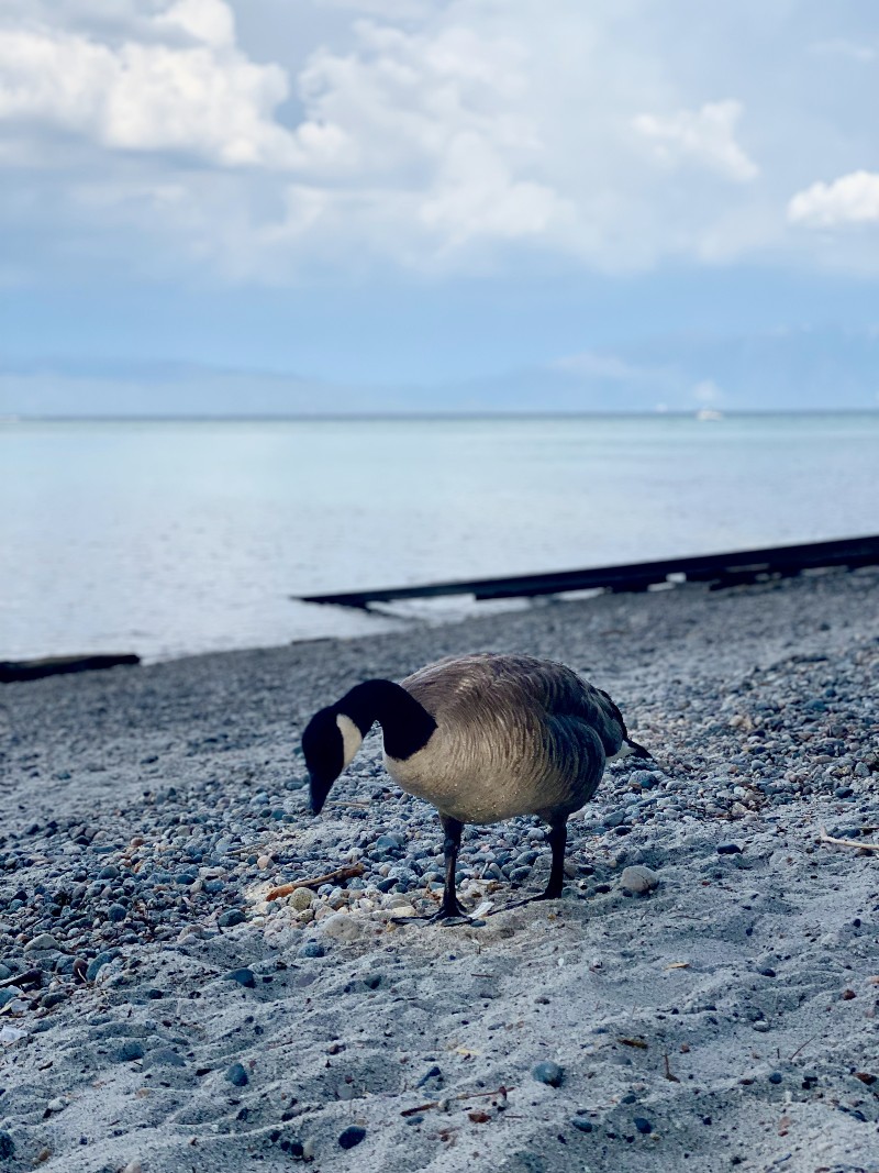 Lake Tahoe Travel Guide - Fun Places to Stay and Play in North Tahoe