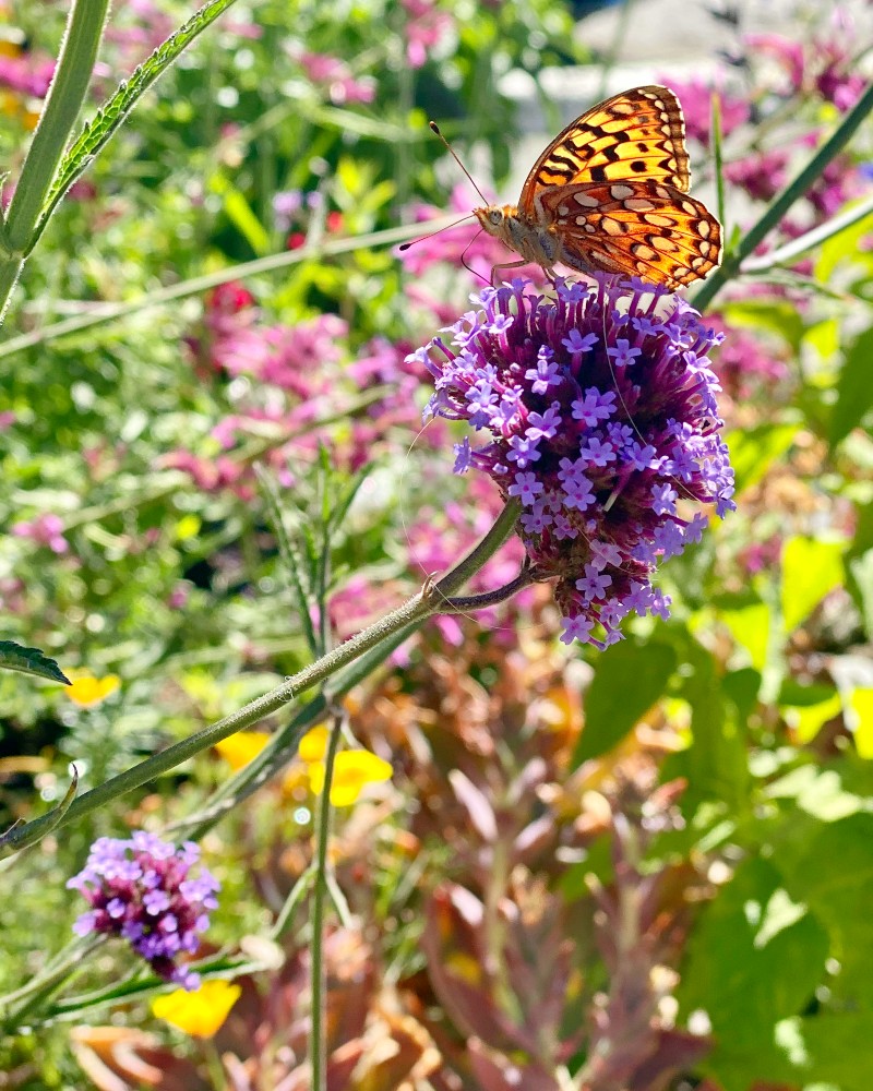 The Secret to Happiness: How To Elevate Out of the Limited Egoic Mind into Your Limitless Consciousness