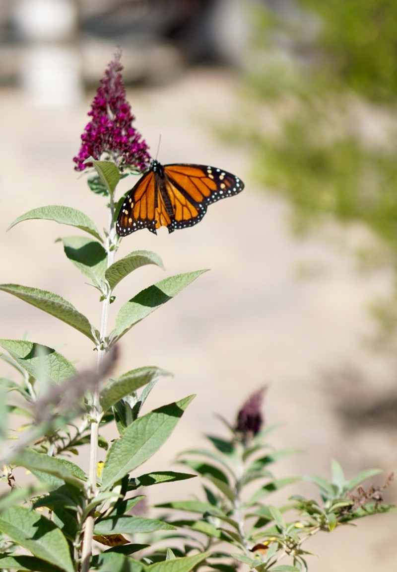 How To Find Your Personal Power by Discovering Your Spirit Animals