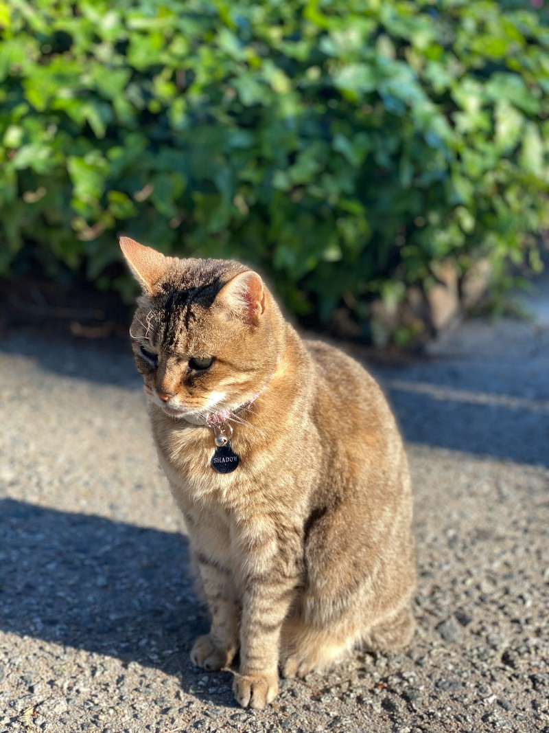 How To Find Your Personal Power by Discovering Your Spirit Animals