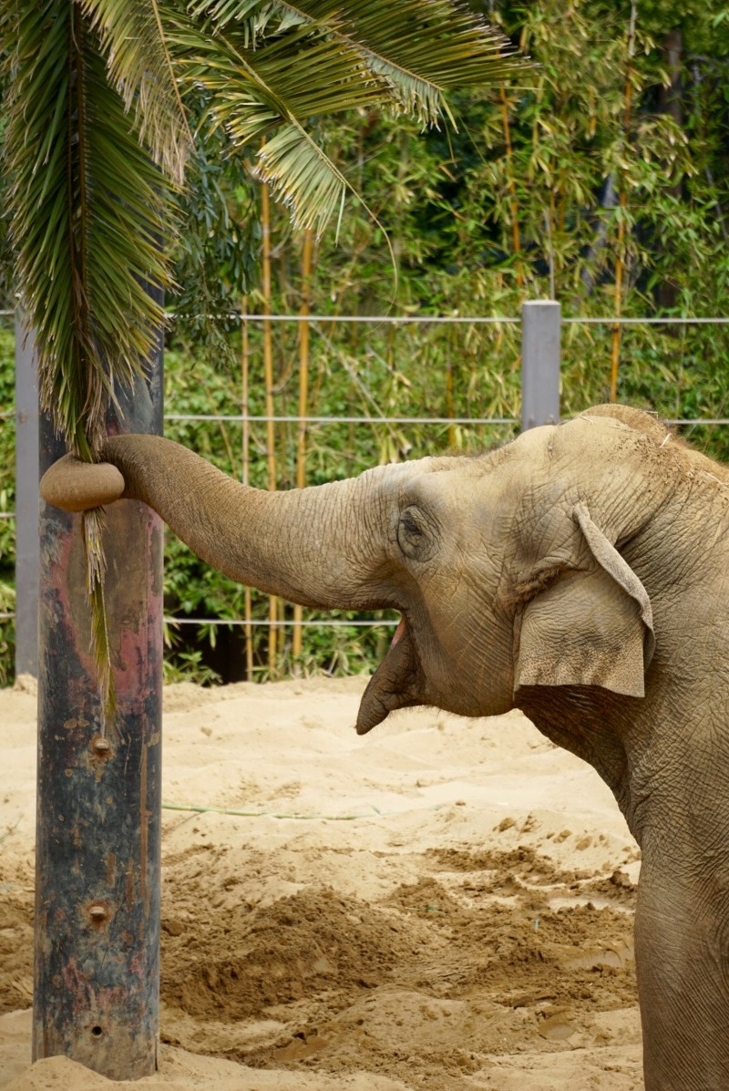 How To Find Your Personal Power by Discovering Your Spirit Animals