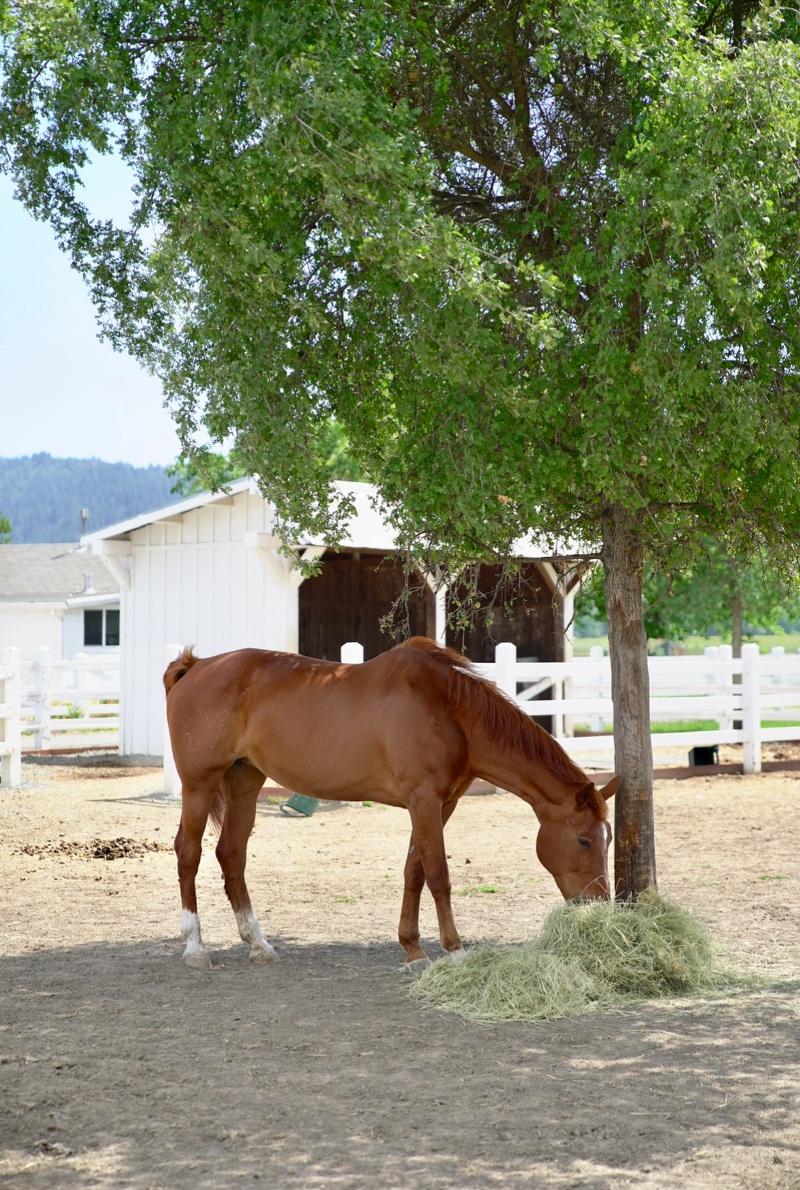 How To Find Your Personal Power by Discovering Your Spirit Animals