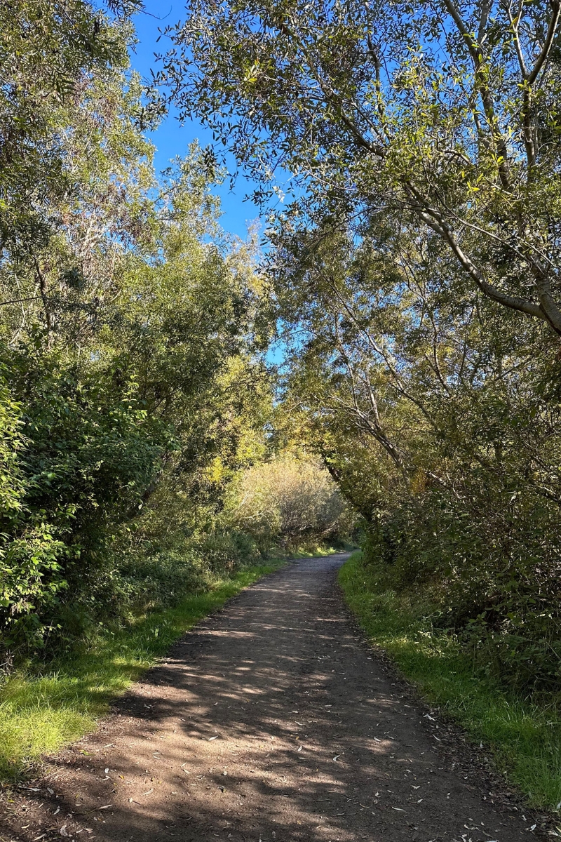 Find Your Inner Zen in Nature: Discover 5 of the Best Hiking Spots on The Monterey Peninsula