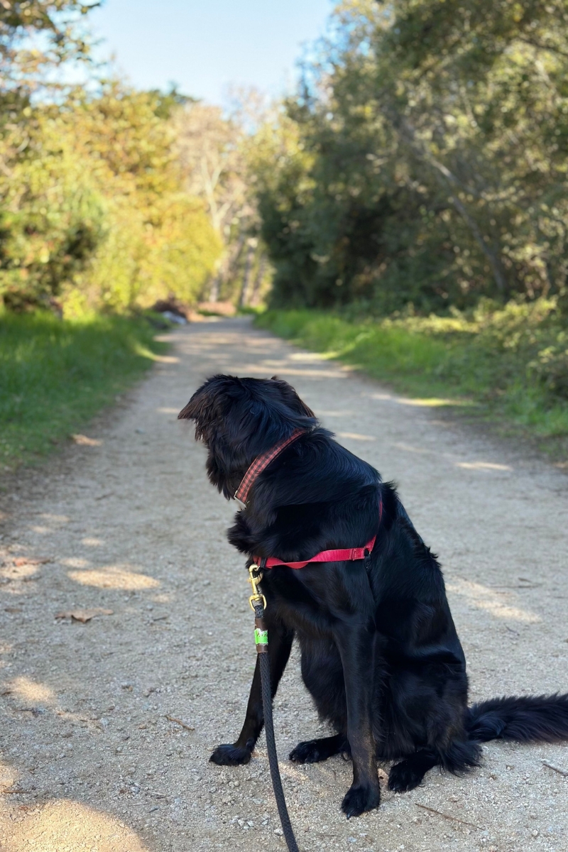 Find Your Inner Zen in Nature: Discover 5 of the Best Hiking Spots on The Monterey Peninsula