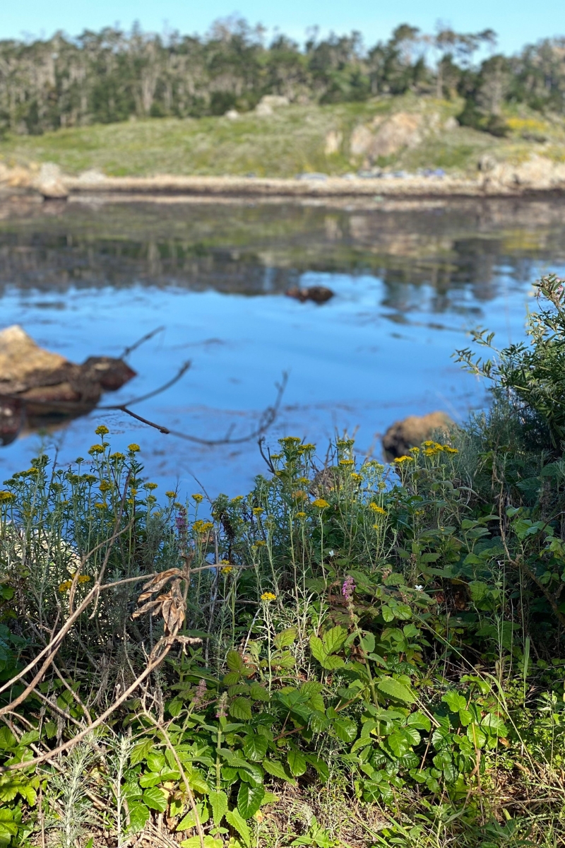 Find Your Inner Zen in Nature: Discover 5 of the Best Hiking Spots on The Monterey Peninsula