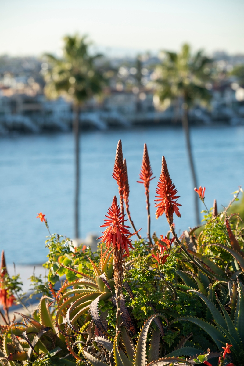 12 Dreamy Travel Destinations That Are Idyllic for Celebrating The Holidays - Newport Beach