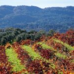 Travel Guide to Sonoma Valley: Be Inspired to Celebrate The Magic of The Holidays in California's Wine Country Travel-Guide-to-Sonoma-Valley-Be-Inspired-to-Celebrate-The-Magic-of-The-Holidays-in-Californias-Wine-Country-6