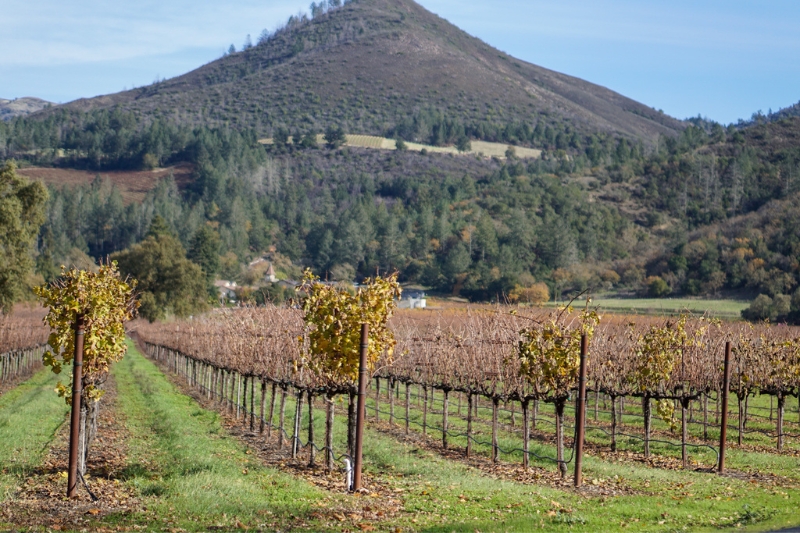 Travel Guide to Sonoma Valley_ Be Inspired to Celebrate The Magic of The Holidays in California's Wine Country