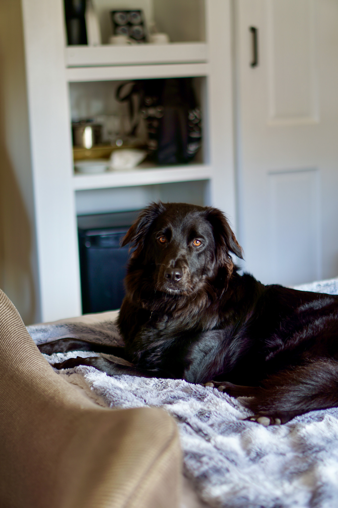 The Ultimate Dog Friendly Travel Guide to Mendocino California