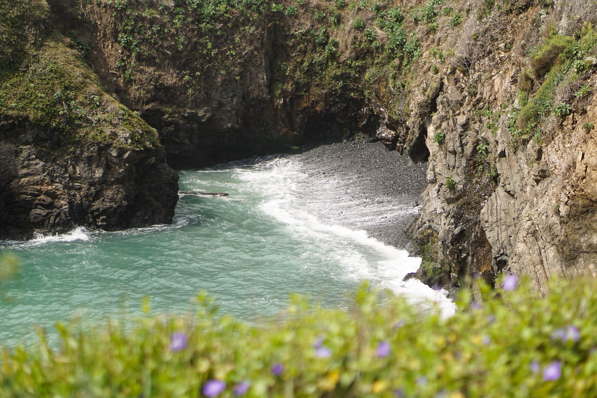 The Ultimate Dog Friendly Travel Guide to Mendocino California