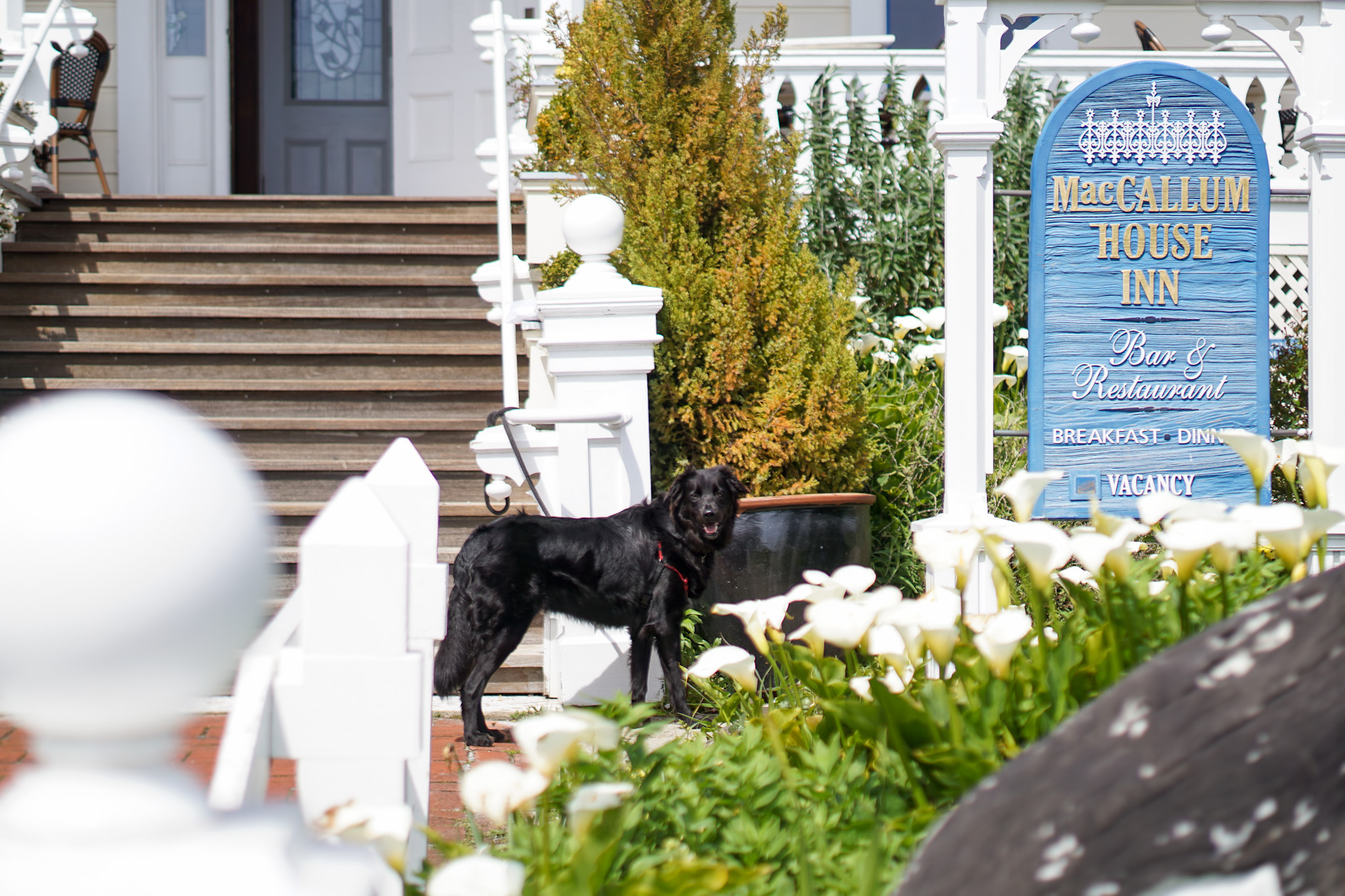 The Ultimate Dog Friendly Travel Guide to Mendocino California