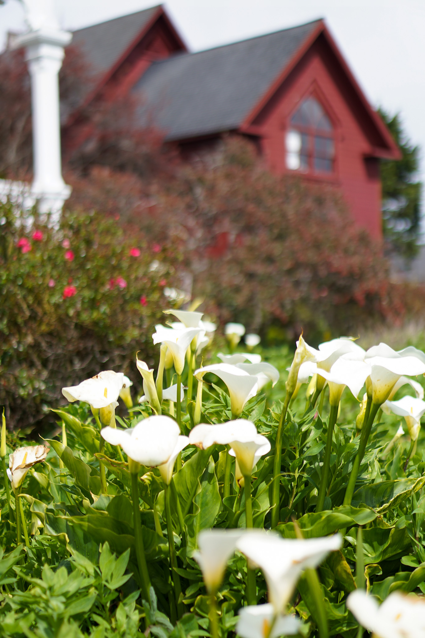 The Ultimate Dog Friendly Travel Guide to Mendocino California