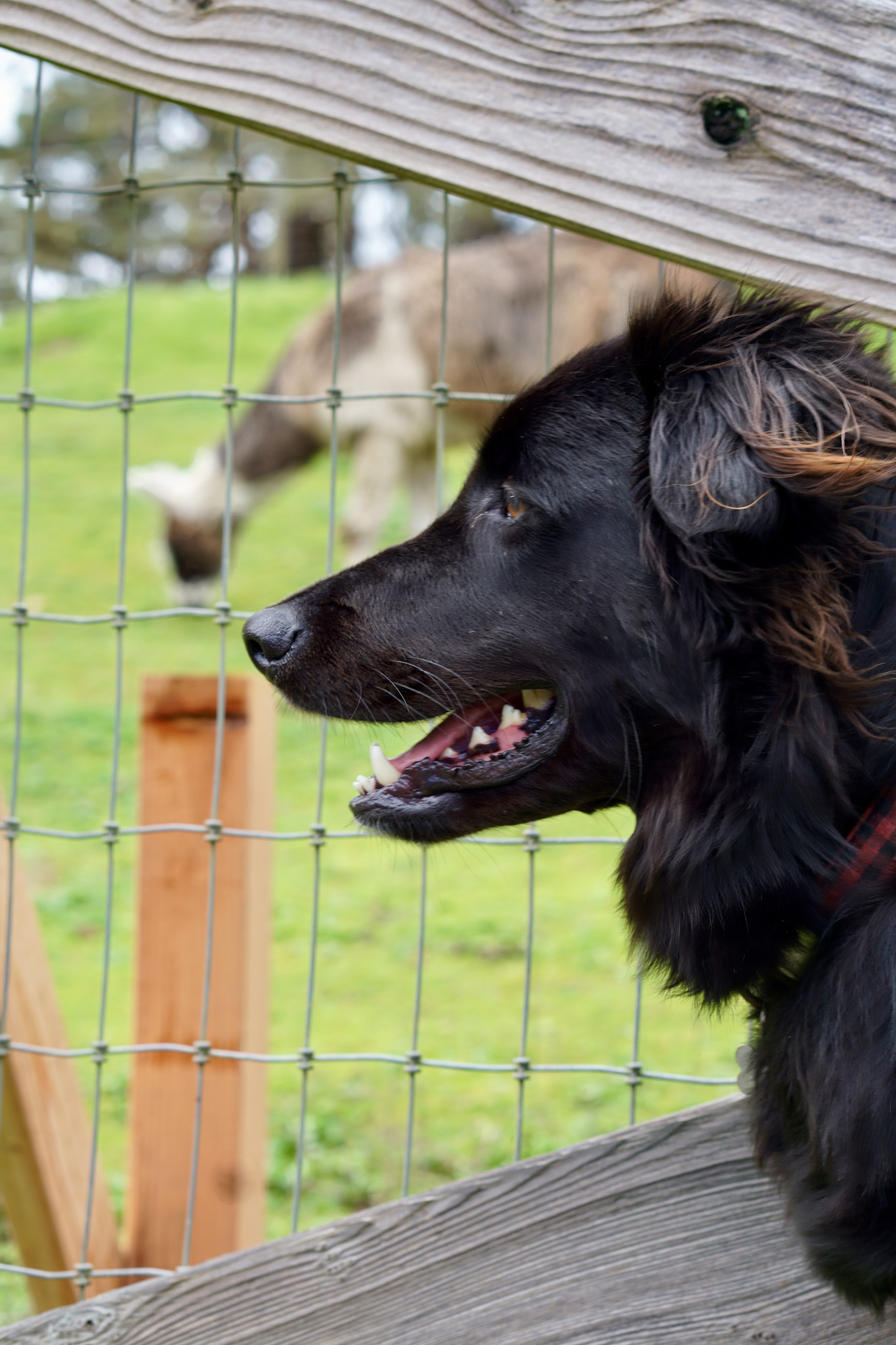 The Ultimate Dog Friendly Travel Guide to Mendocino California