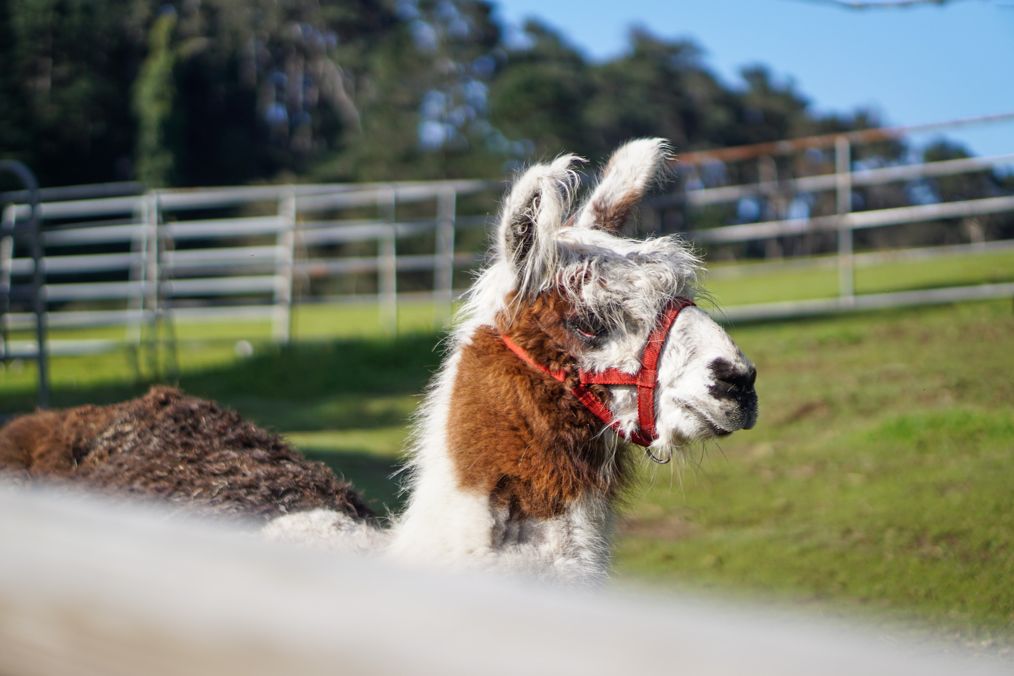 The Ultimate Dog Friendly Travel Guide to Mendocino California