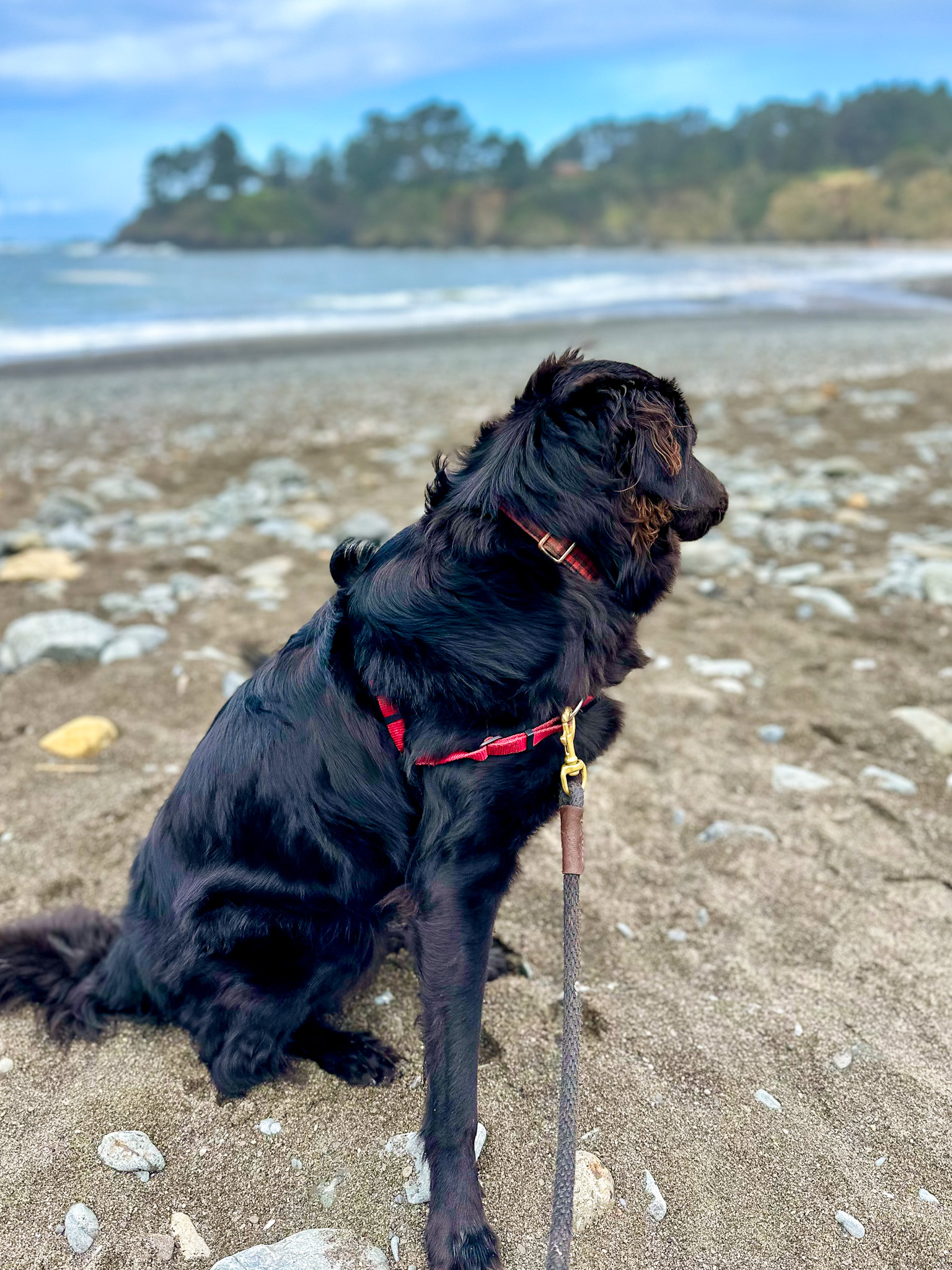 The Ultimate Dog Friendly Travel Guide to Mendocino California