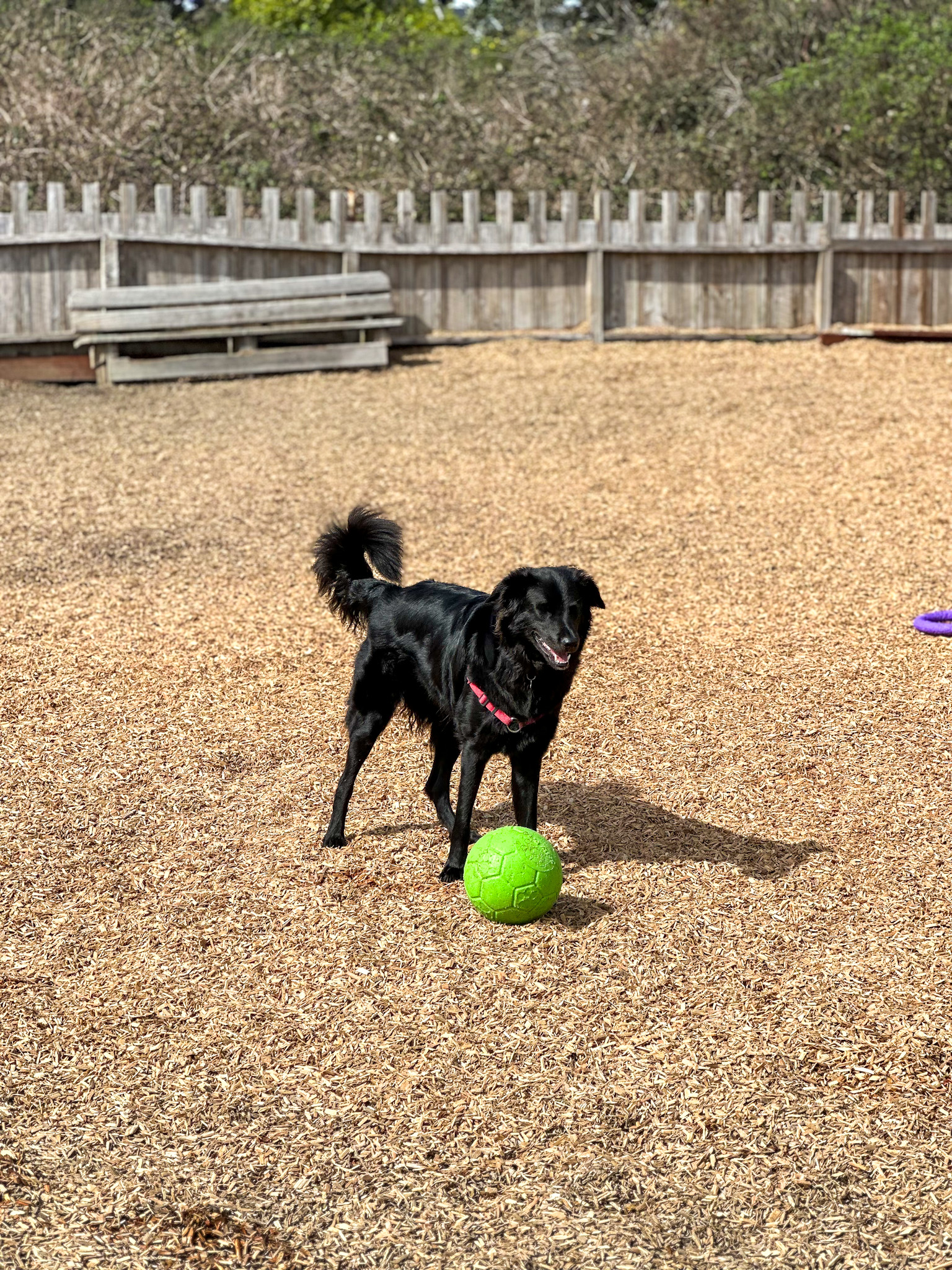 The Ultimate Dog Friendly Travel Guide to Mendocino California