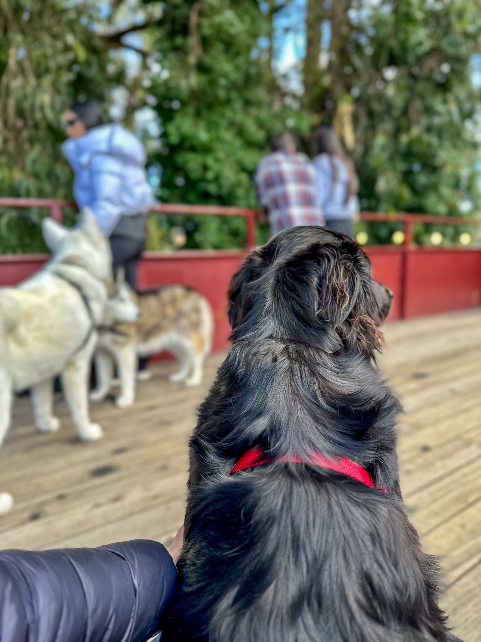 The Ultimate Dog Friendly Travel Guide to Mendocino California