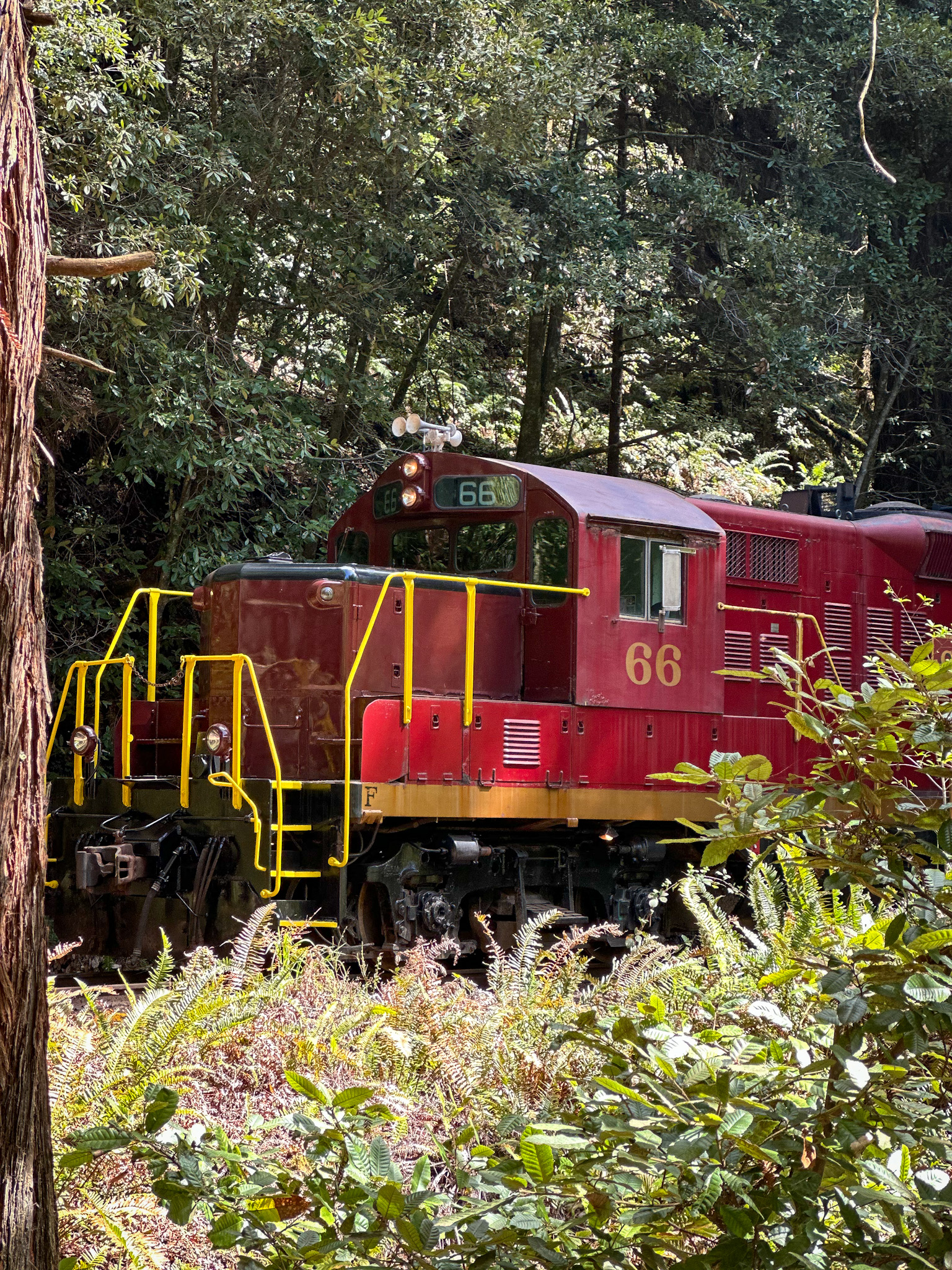 The Ultimate Dog Friendly Travel Guide to Mendocino California