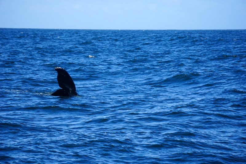 Fun Activities To Do on The Monterey Peninsula in Spring