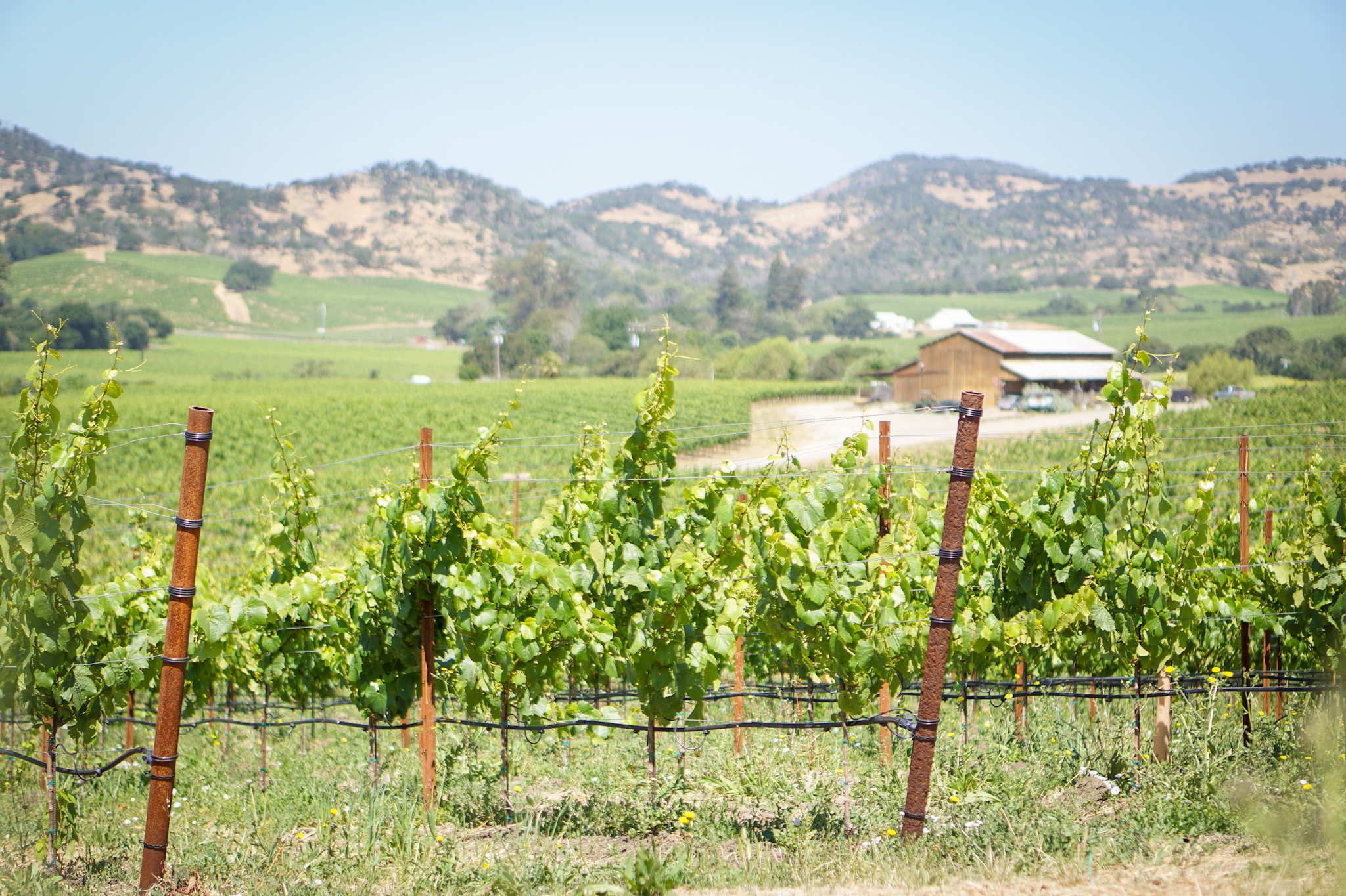 The 2025 INFINITI QX80 Debuts Luxurious Styling & Advanced Technology at The INFINITI QX80 Drive Experience in Napa Valley