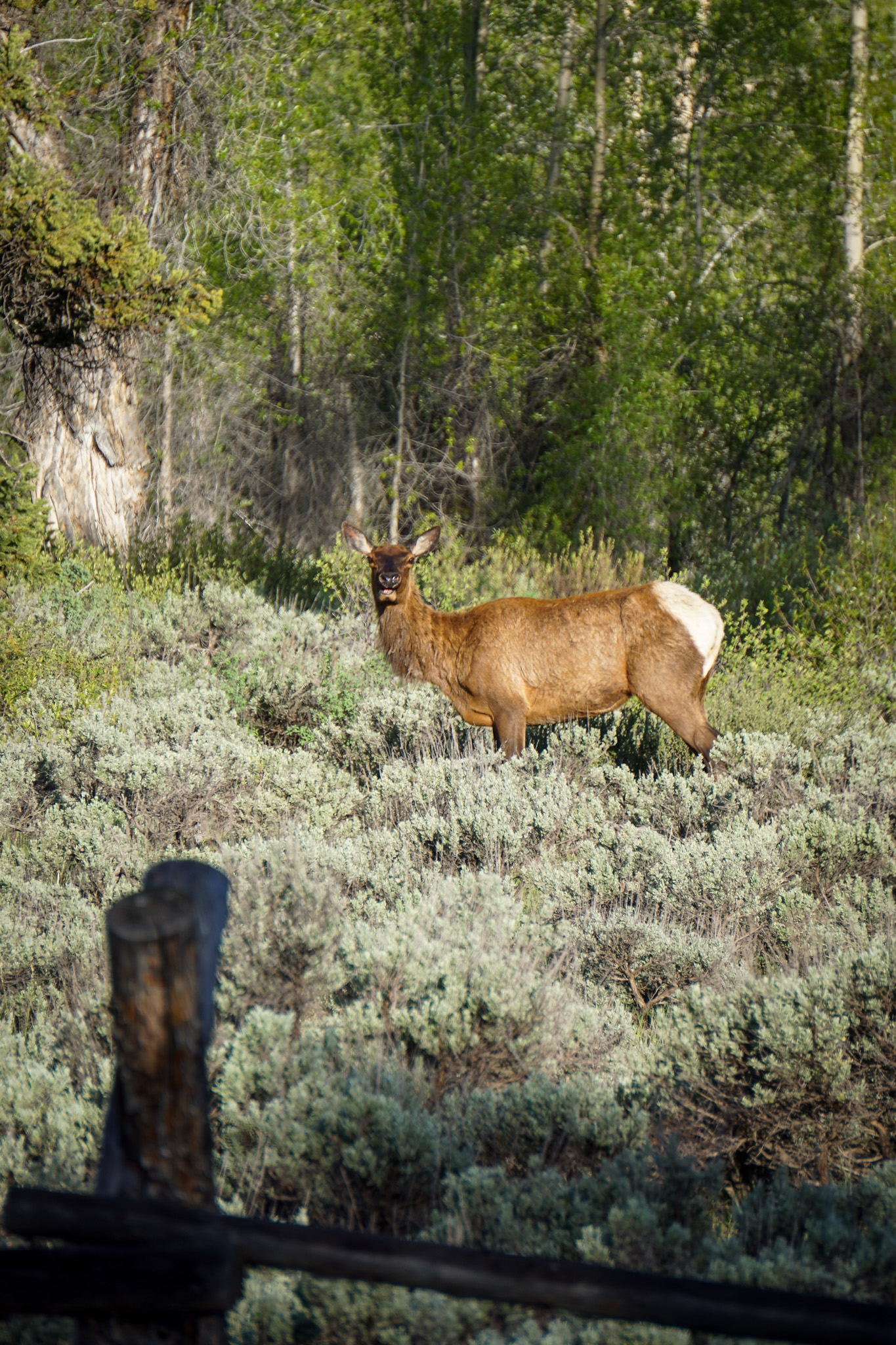 Jackson Hole Wyoming Travel Guide - The Ultimate Outdoor Adventure in the Old Wild West