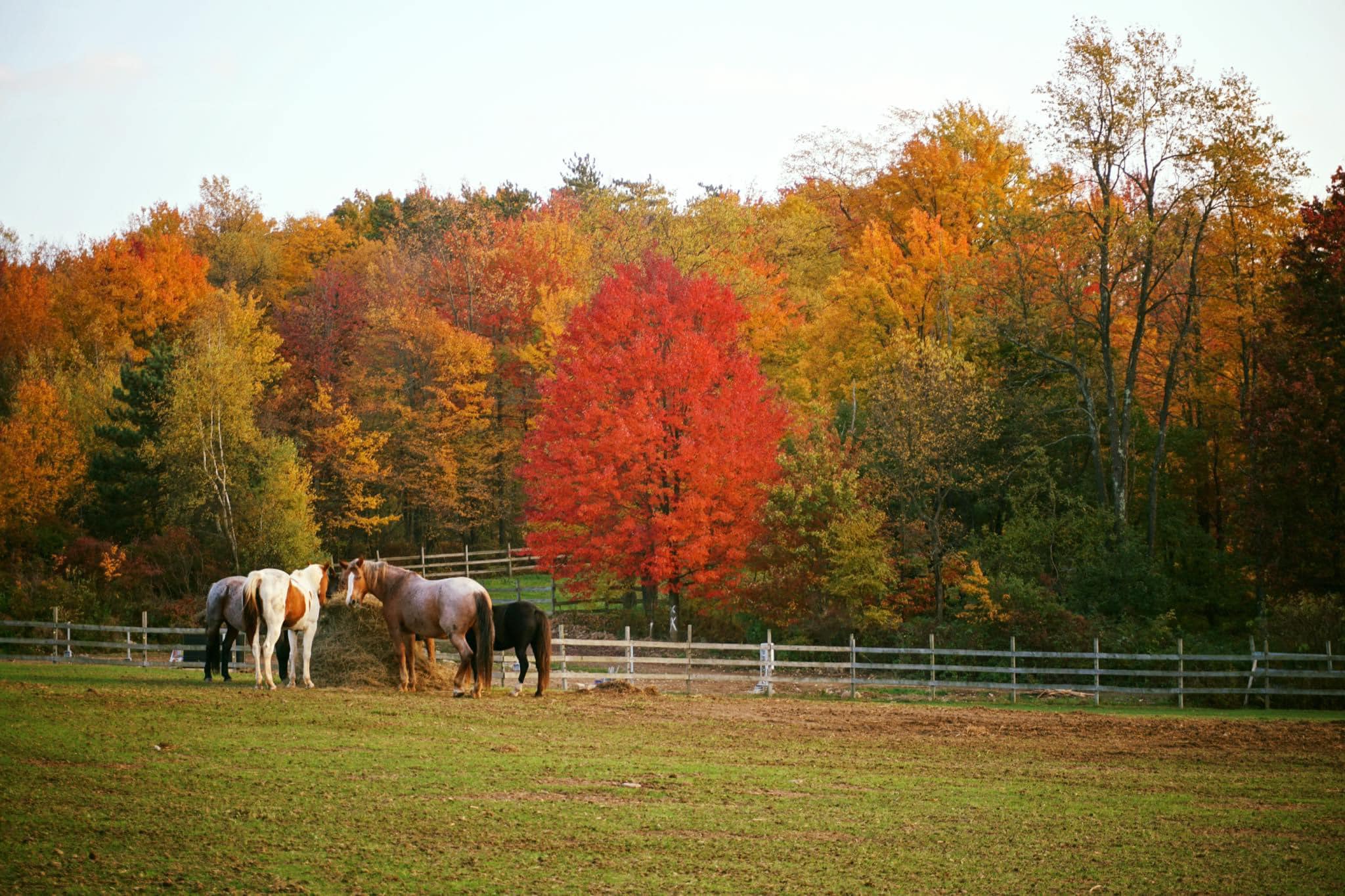 Treasure Hill Stable - Hurricane Helene Relief