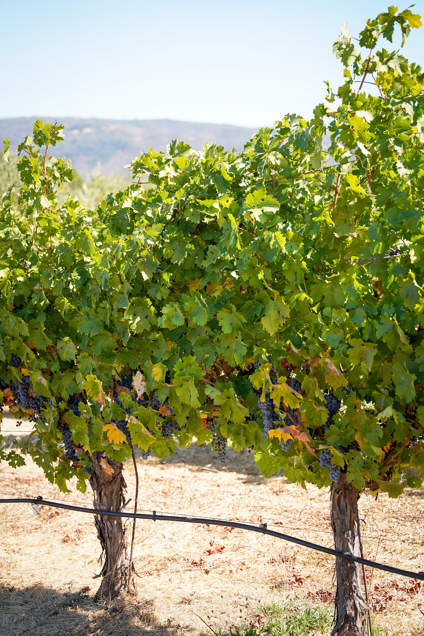 Discover One of America's Top 10 Winery Tours: An Immersive Exploration of Biodynamic Wine Production at Benziger Family Winery in Sonoma Valley