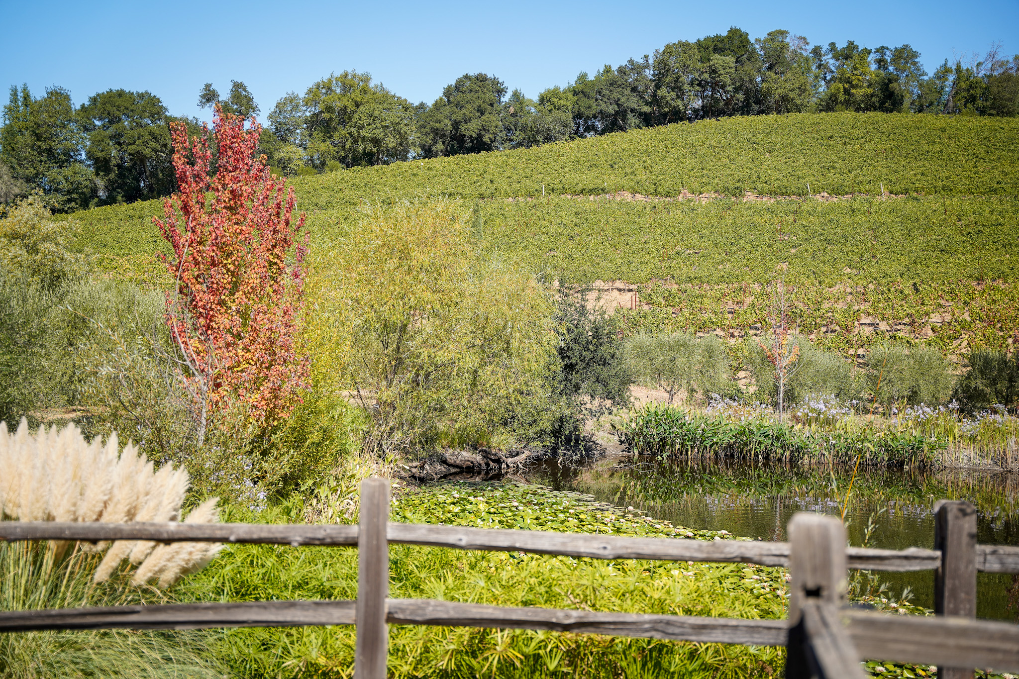 Discover One of America's Top 10 Winery Tours: An Immersive Exploration of Biodynamic Wine Production at Benziger Family Winery in Sonoma Valley