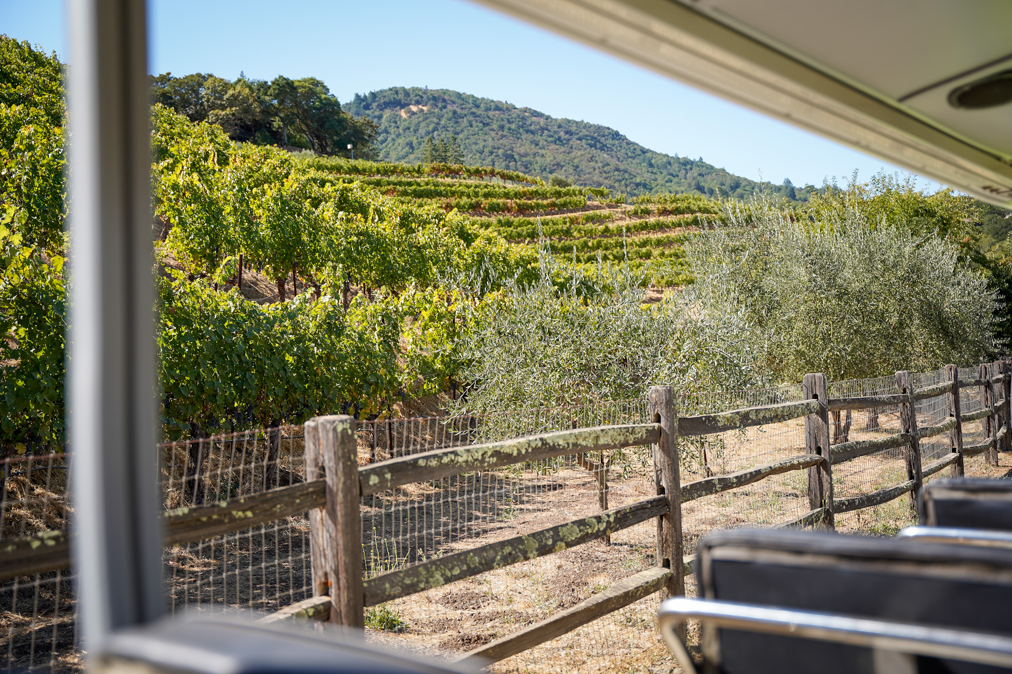 Discover One of America's Top 10 Winery Tours: An Immersive Exploration of Biodynamic Wine Production at Benziger Family Winery in Sonoma Valley