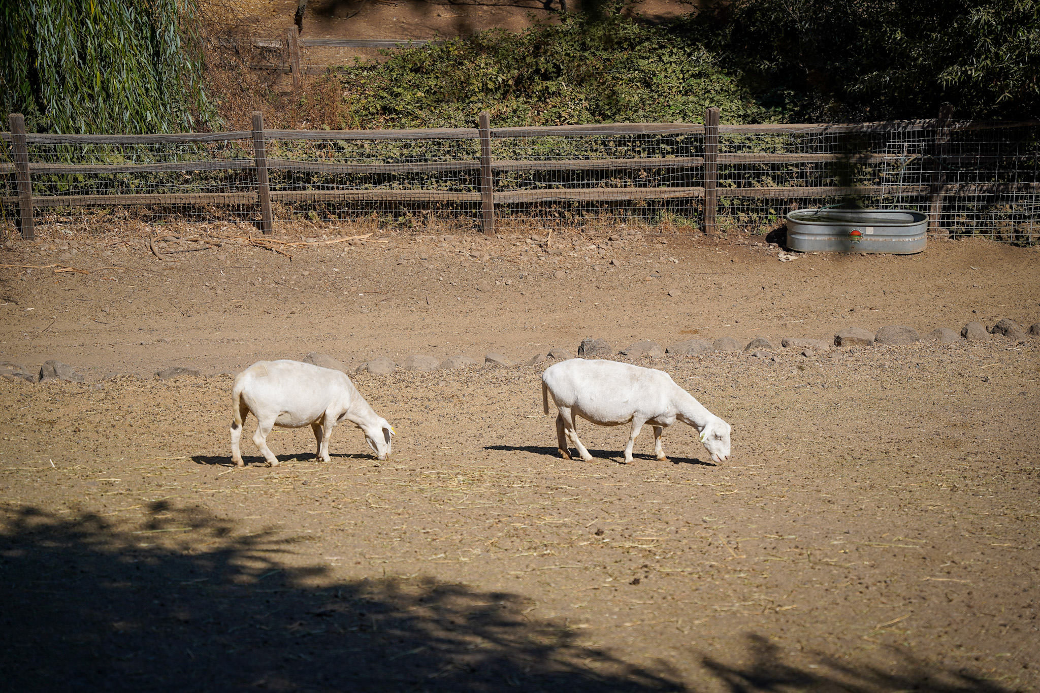 Discover One of America's Top 10 Winery Tours: An Immersive Exploration of Biodynamic Wine Production at Benziger Family Winery in Sonoma Valley