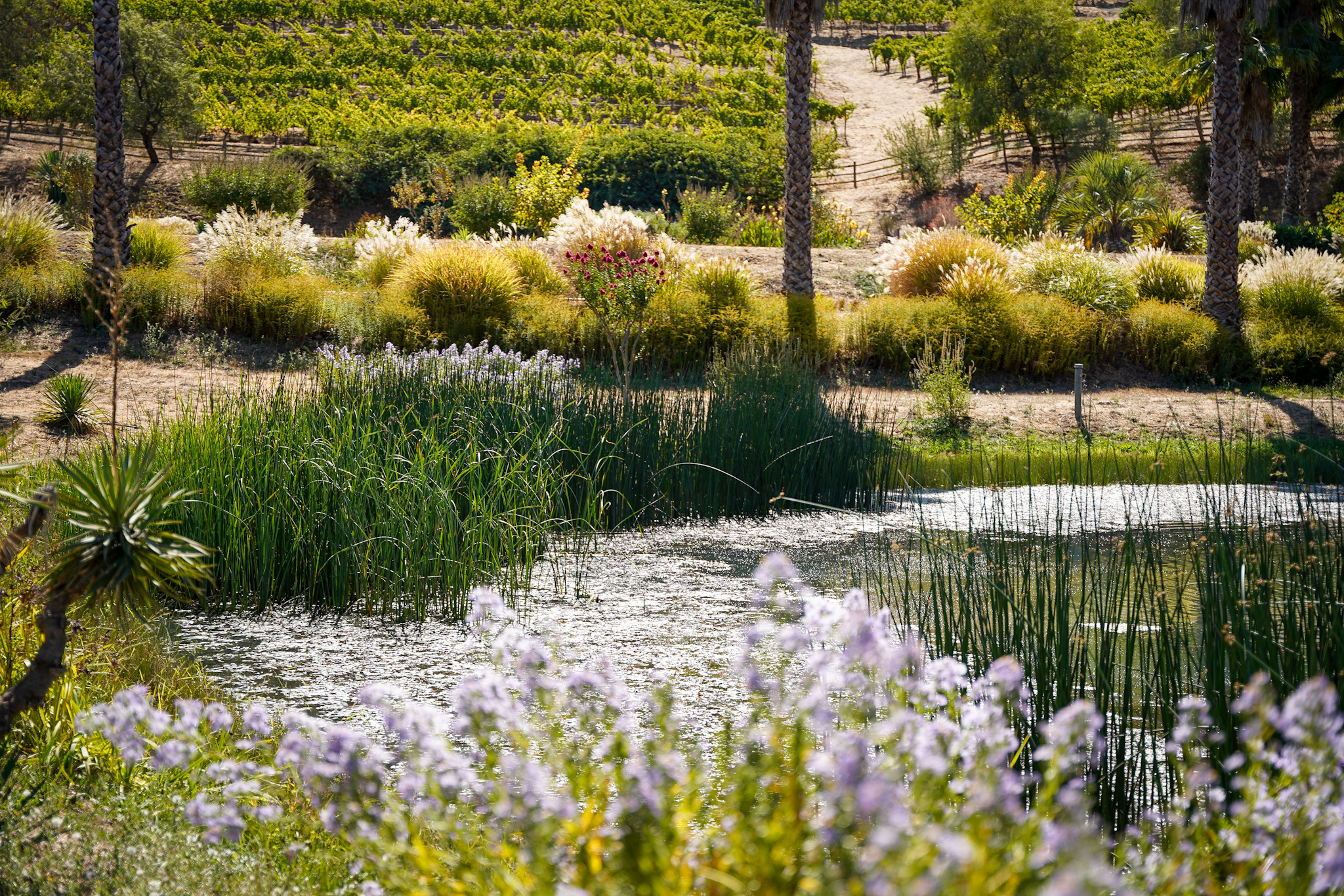 Discover One of America's Top 10 Winery Tours: An Immersive Exploration of Biodynamic Wine Production at Benziger Family Winery in Sonoma Valley